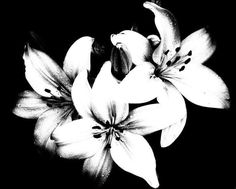 black and white photograph of flowers in the dark