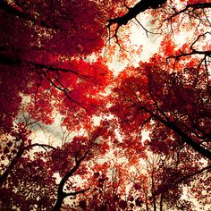 looking up at red leaves on trees in autumn