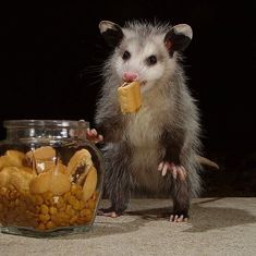 a small rodent eating peanuts from a jar