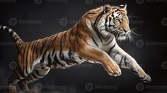 a tiger jumping in the air on a black background