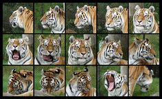 many pictures of tigers with their mouths open