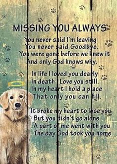 a yellow labrador retriever dog sitting on top of a wooden fence with the words missing you