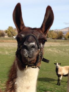 an alpaca is standing in the grass with two sheep behind it and one animal looking at the camera