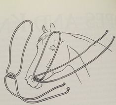 a line drawing of a horse's head and bridle, with the harness attached to it