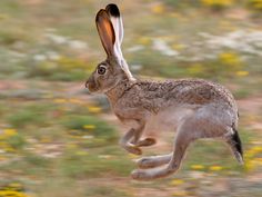 a brown and white rabbit jumping in the air