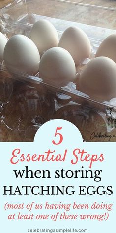 an egg tray with eggs in it and the words 5 essential steps when storing hatching eggs