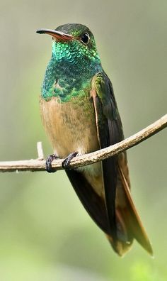 a hummingbird perches on a thin branch