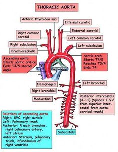 an image of the heart and blood vessels in human body, with labels on each side