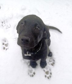 a black dog sitting in the snow with his paw prints on it's chest