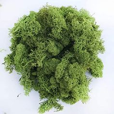 moss growing on top of a white surface