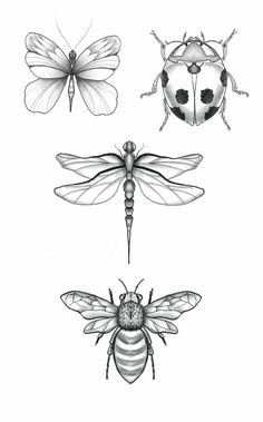 four different types of insects on a white background