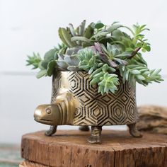 a potted plant sitting on top of a wooden stump with succulents in it