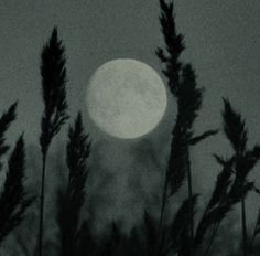 the full moon is seen through some tall grass