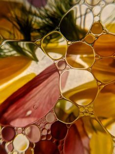 close up view of water bubbles and flowers