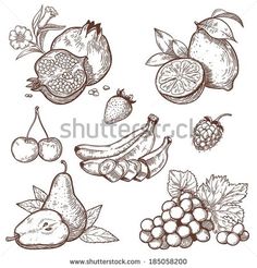 hand drawn fruits and berries on a white background with clippings for each item