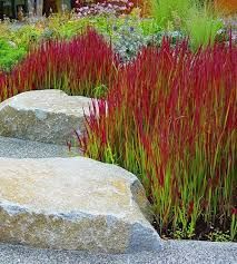 some very pretty plants by some big rocks