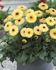 yellow flowers in a pot on the ground