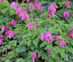 pink flowers are blooming in the green foliage