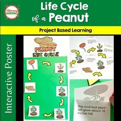 the life cycle of a peanut project based learning