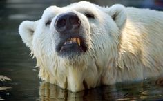 a close up of a polar bear in the water with it's mouth open