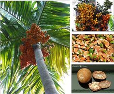 the palm tree is full of fruits and nuts, which are ready to be picked