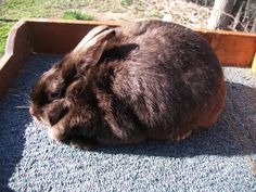 a brown rabbit is sitting in a wooden box