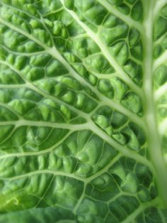 a close up view of a green leaf