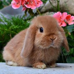 a small rabbit sitting next to some pink flowers