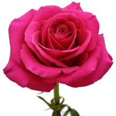 a single pink rose is blooming in a vase on a white background with green stems