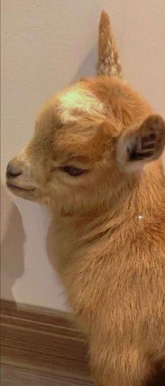 a stuffed animal is sitting on the floor next to a wall and looking at it's reflection