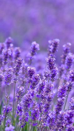 lavender flowers are blooming in the field