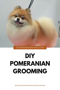 DIY Pomeranian Grooming: A Step-by-Step Guide for a Fluffy Makeover Pomeranian Grooming, Step Guide, The Process, Step By Step, At Home