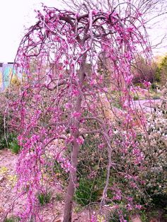 a pink tree with lots of purple flowers on it's branches in the middle of a garden