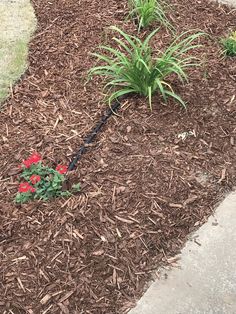 some red flowers are growing in the mulch