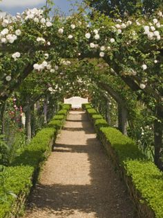 a path lined with hedges and white flowers