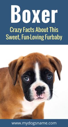 a brown and white dog with the words boxer on it's front cover, which reads crazy fact about this sweet, fun - loving furbaby