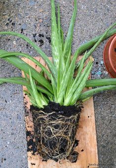 a potted plant sitting on top of a wooden board