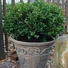 Wintergreen Boxwood green foliage potted for home entrances Baby Gem Boxwood, Korean Boxwood, Buxus Microphylla, Wintergreen Boxwood, Boxwood Shrubs, Cypress Mulch, Types Of Mulch, Box Wood Shrub, Boxwood Plant