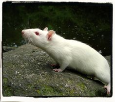 a white rat sitting on top of a rock