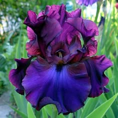 a purple flower with green leaves in the background and another plant behind it that is growing