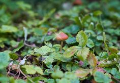 The Psychedelic Mushroom That Probably Grows in Your City #psychedelicmushrooms #psychedelic #mushrooms #wavycap #wavycap #shrooms #Psilocybecyanescens #Psilocybe Symbiotic Relationships