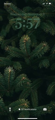 the branches of a pine tree are green