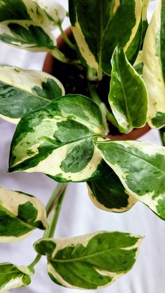 a potted plant with green and white leaves