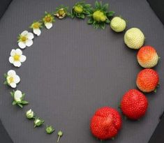 four strawberries are arranged in the shape of a circle with white flowers and green leaves