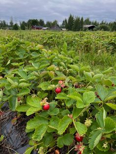 strawberries growing on the ground in an open field