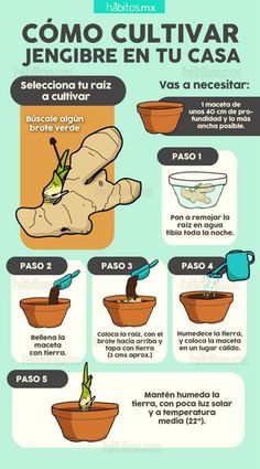 a poster with instructions on how to grow and care for the plants in your garden