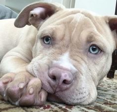 a brown dog laying on top of a carpet covered in hearts