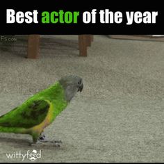 a green and yellow bird sitting on the ground