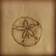 a drawing of a sand dollar on a piece of paper