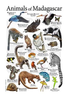 an illustrated poster with different types of animals